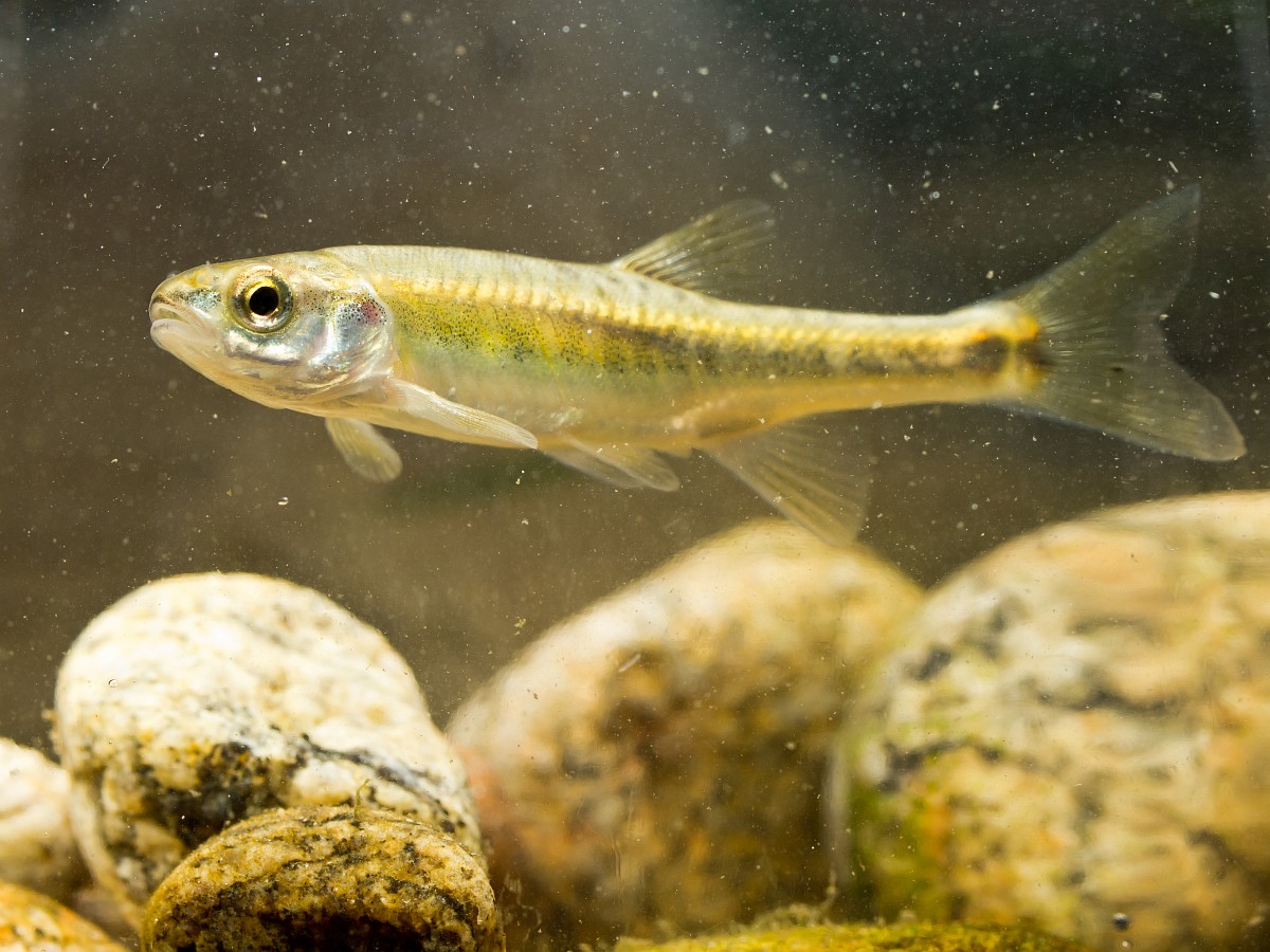 Phoxinus phoxinus, Minnow
